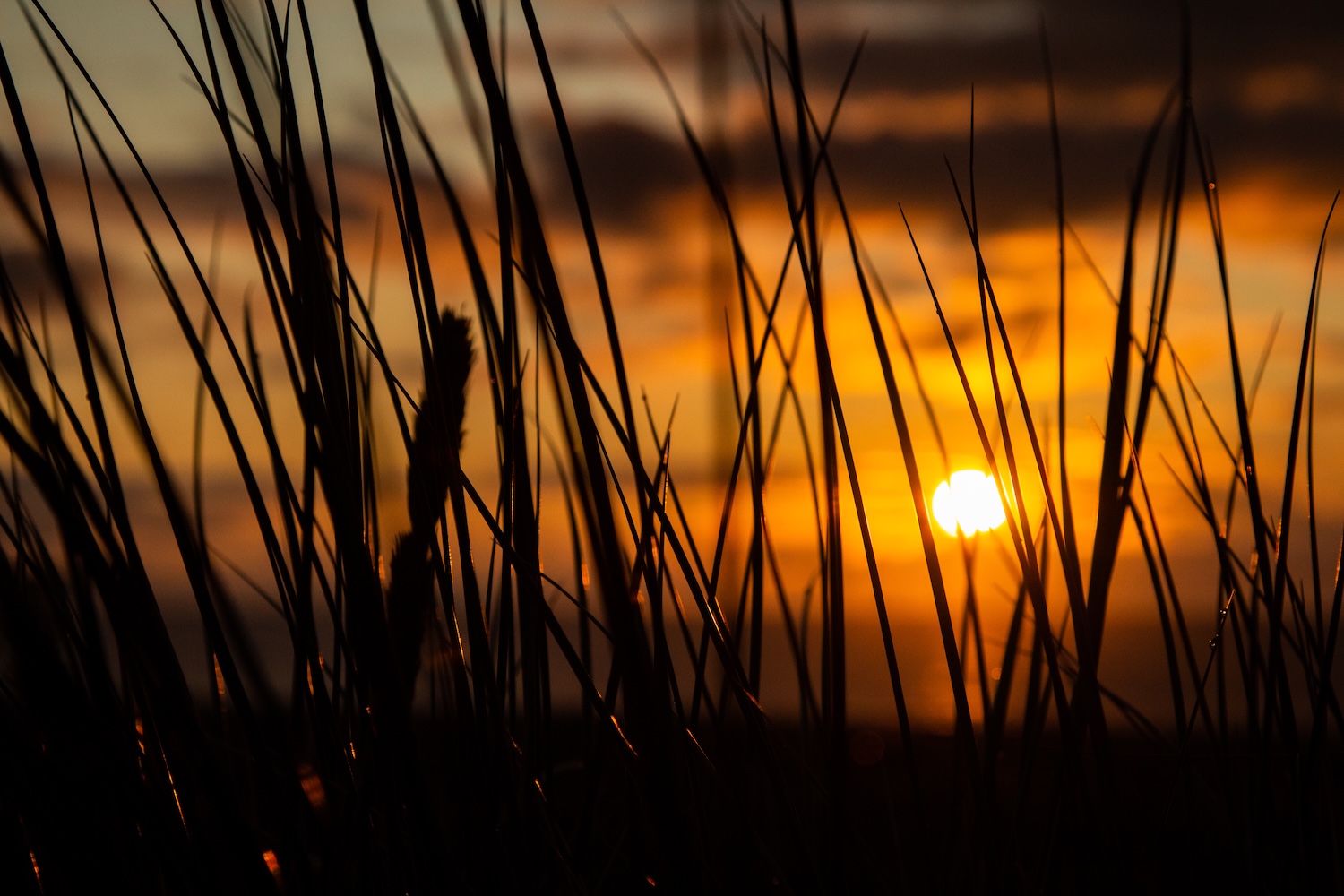 Silhouetted grass stems against orange and yellow sunset sky with bright white sun visible through the vegetation.